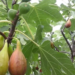 Laurus Malinska